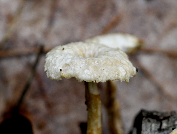 Polyporus ciliatus ?  (Polyporus arcularius)